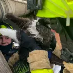 Рятувальник дістає кота з колодязя.