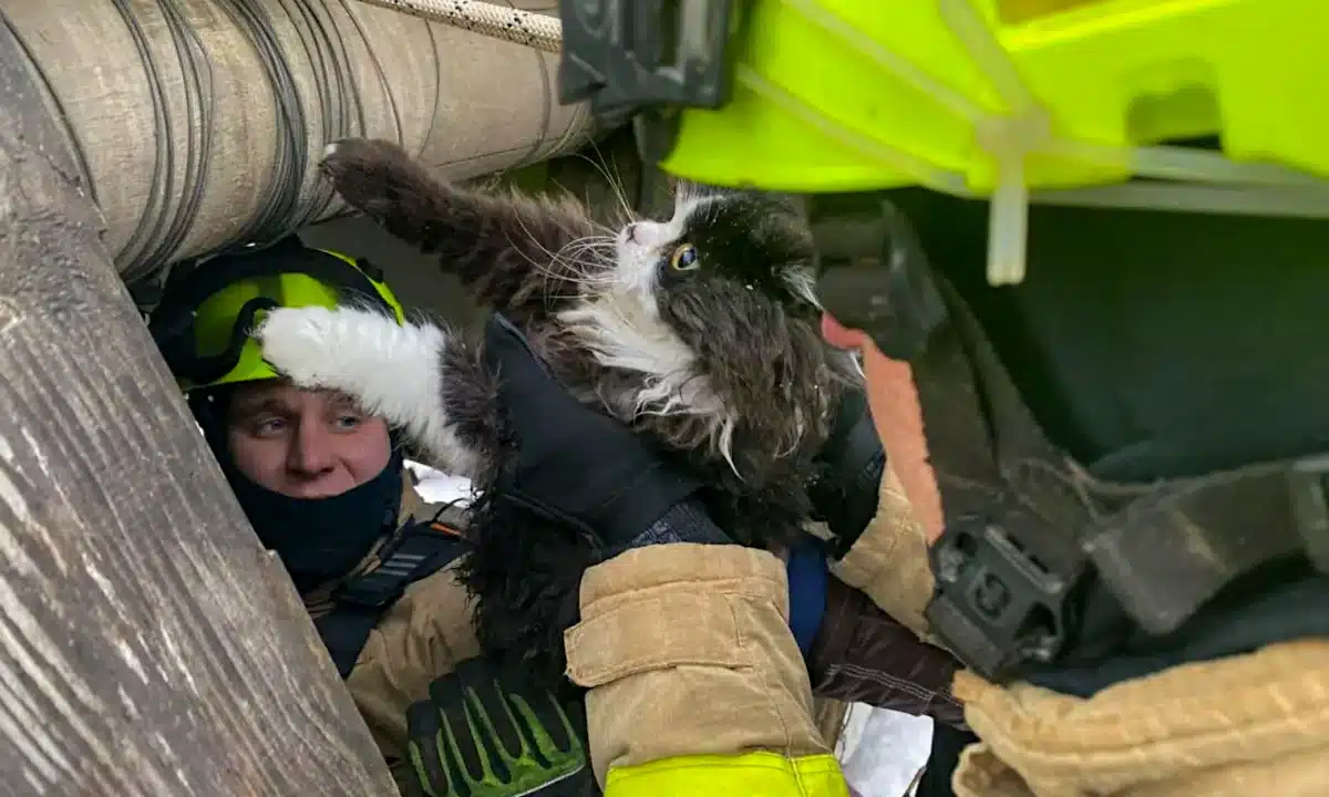 Рятувальник дістає кота з колодязя.