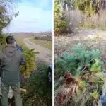 Інспектори виявили незаконну заготівлю новорічних дерев.