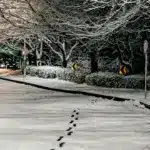 Засніжена вулиця і дерева.