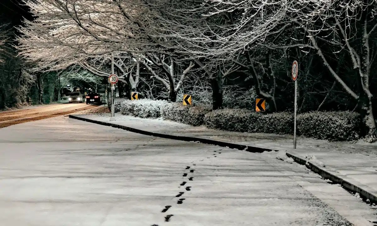 Засніжена вулиця і дерева.