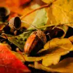 Прогноз погоди для Рівненщини на 5 грудня. Без істотних опадів, температура до +10