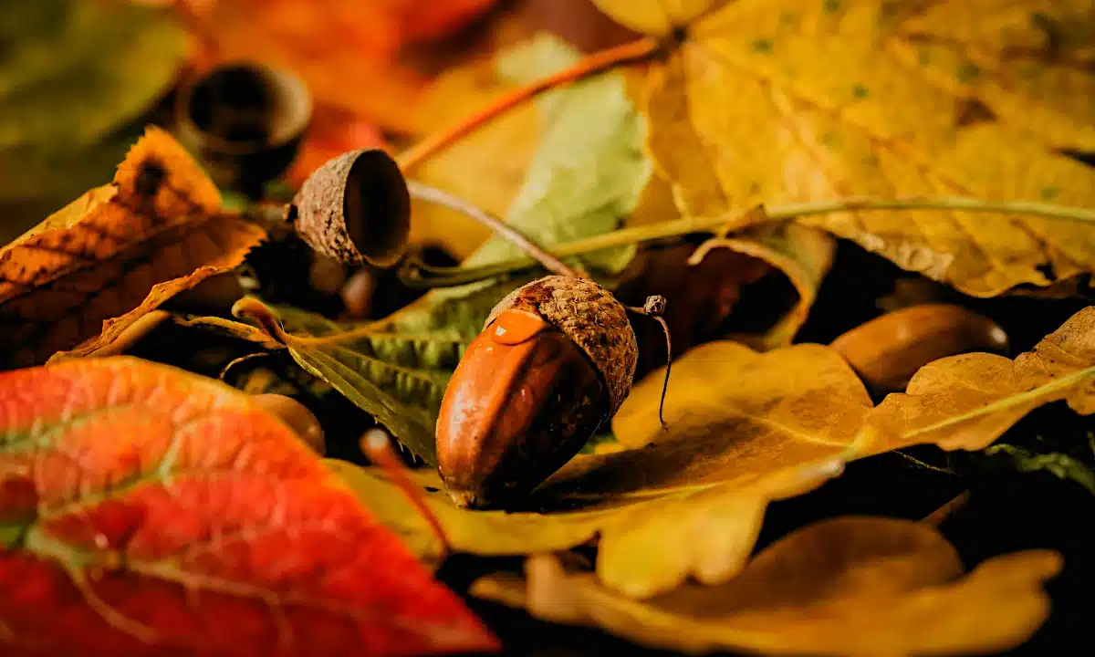 Прогноз погоди для Рівненщини на 5 грудня. Без істотних опадів, температура до +10