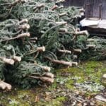 Передсвятковий період на Рівненщині під додатковим контролем у лісах — що варто знати незаконні вирубки хвойних дерев Рівненщина