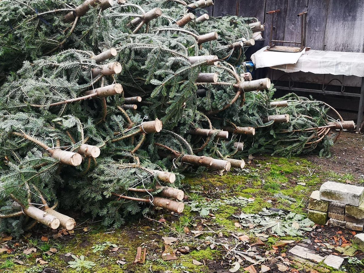 Передсвятковий період на Рівненщині під додатковим контролем у лісах — що варто знати незаконні вирубки хвойних дерев Рівненщина