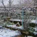 Грудень у садку. Притрушені снігом виноград і кущі.