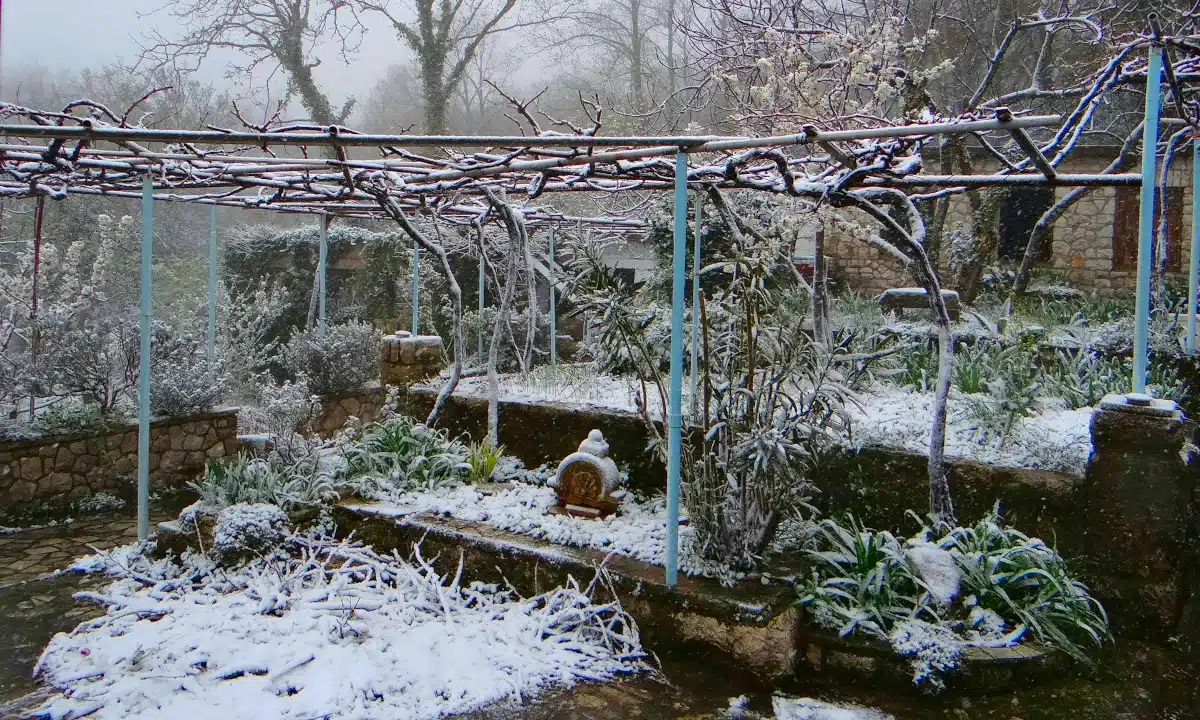 Грудень у садку. Притрушені снігом виноград і кущі.