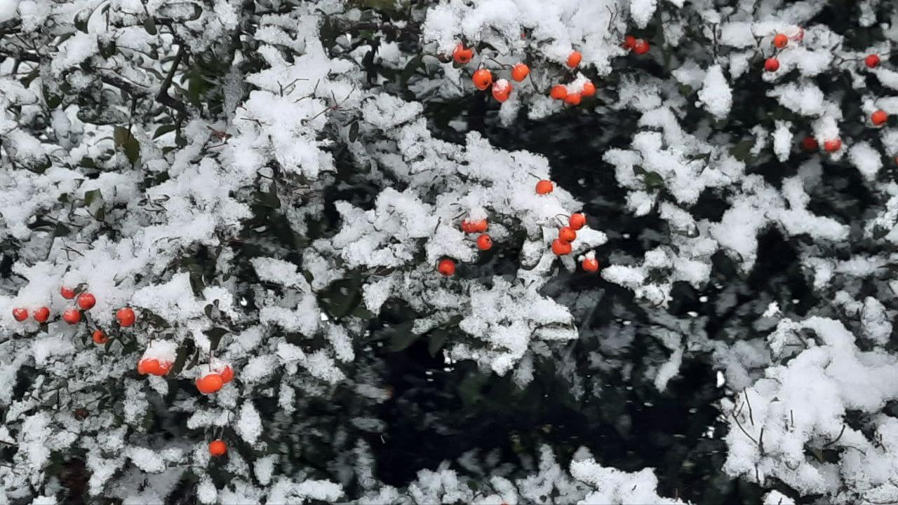 Червоні ягоди під снігом узимку