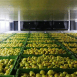 Уряд запроваджує новий напрям грантової підтримки для агровиробників Овочесховище та фруктосховище для агровиробників в Україні