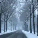 Зимова дорога і високі дерева в тумані.