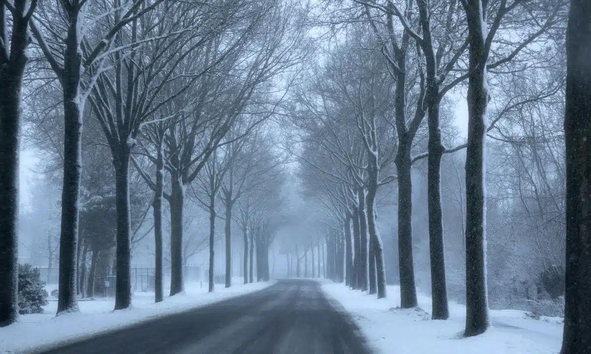 Зимова дорога і високі дерева в тумані.