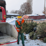 Як у Рівному утилізують новорічні ялинки після свят