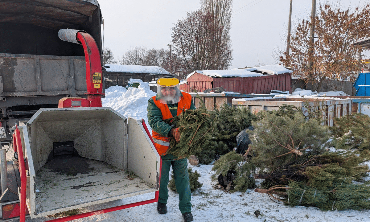 Як у Рівному утилізують новорічні ялинки після свят