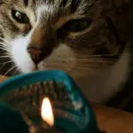 Кіт дивиться на свічку, що горить.