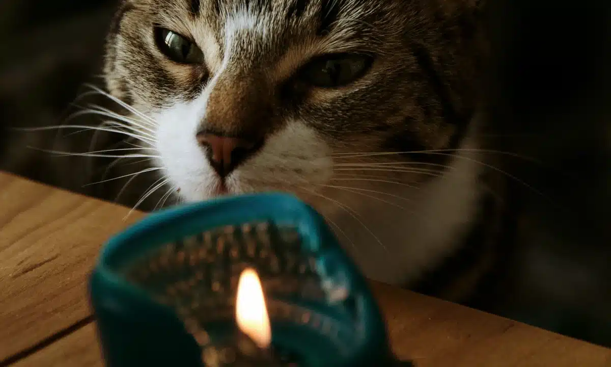 Кіт дивиться на свічку, що горить.