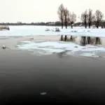 Лебеді зимують безпечно. Що насправді відбувається на водоймі у Здолбунові (ВІДЕО) Лебеді у Здолбунові на водоймі.