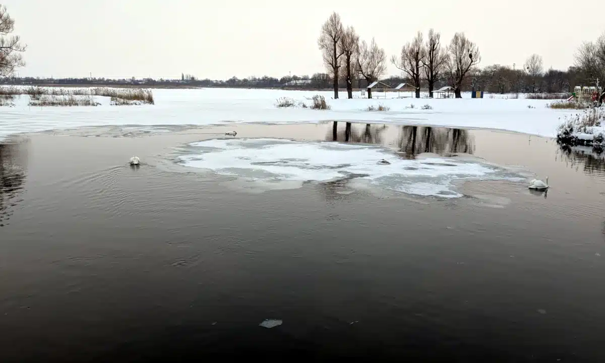 Лебеді зимують безпечно. Що насправді відбувається на водоймі у Здолбунові (ВІДЕО) Лебеді у Здолбунові на водоймі.