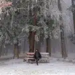 Чого чекати від погоди на Рівненщині 5 січня – синоптики попереджають про туман Дівчина сидить на лавці у засніженому й туманному лісі.