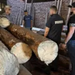 Незаконно зрубана деревина на пилорамі.