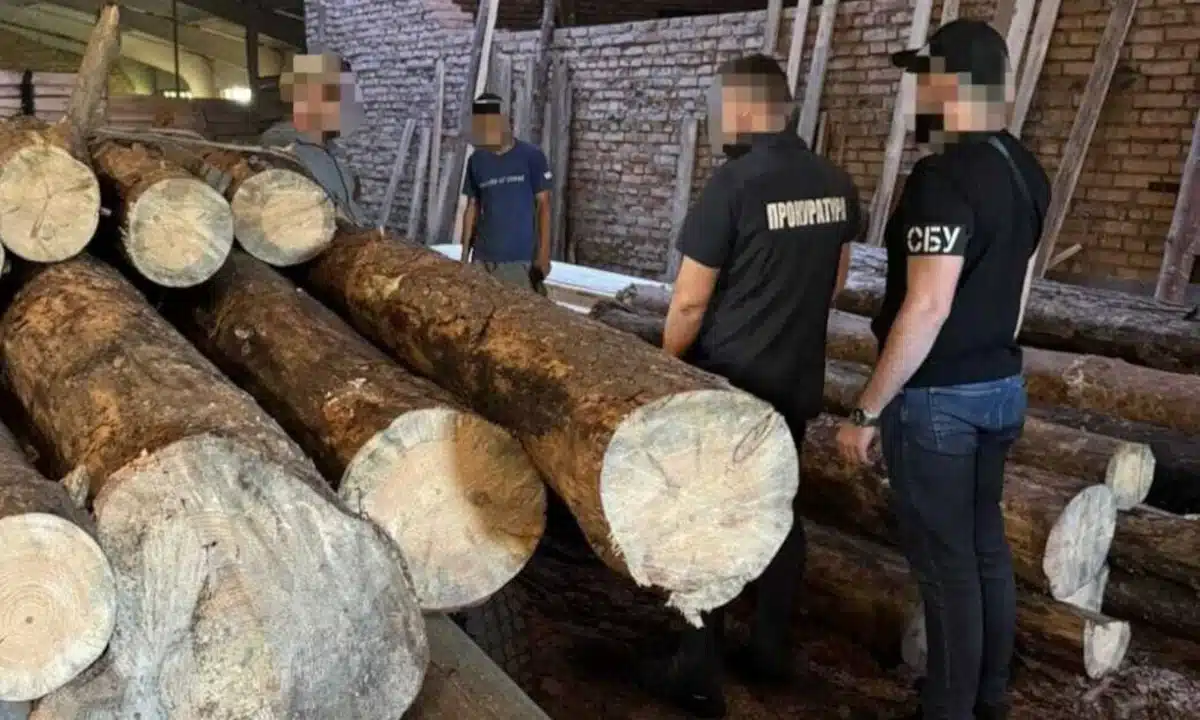 Незаконно зрубана деревина на пилорамі.