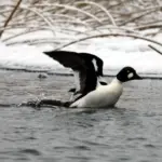 У Нобельському нацпарку взимку зафіксували рідкісних птахів Гоголь зеленоголовий у Нобельському нацпарку.