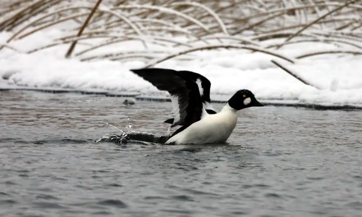 Гоголь зеленоголовий у Нобельському нацпарку.