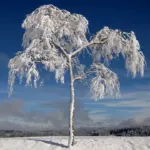 Обмерзле дерево у засніженому полі.