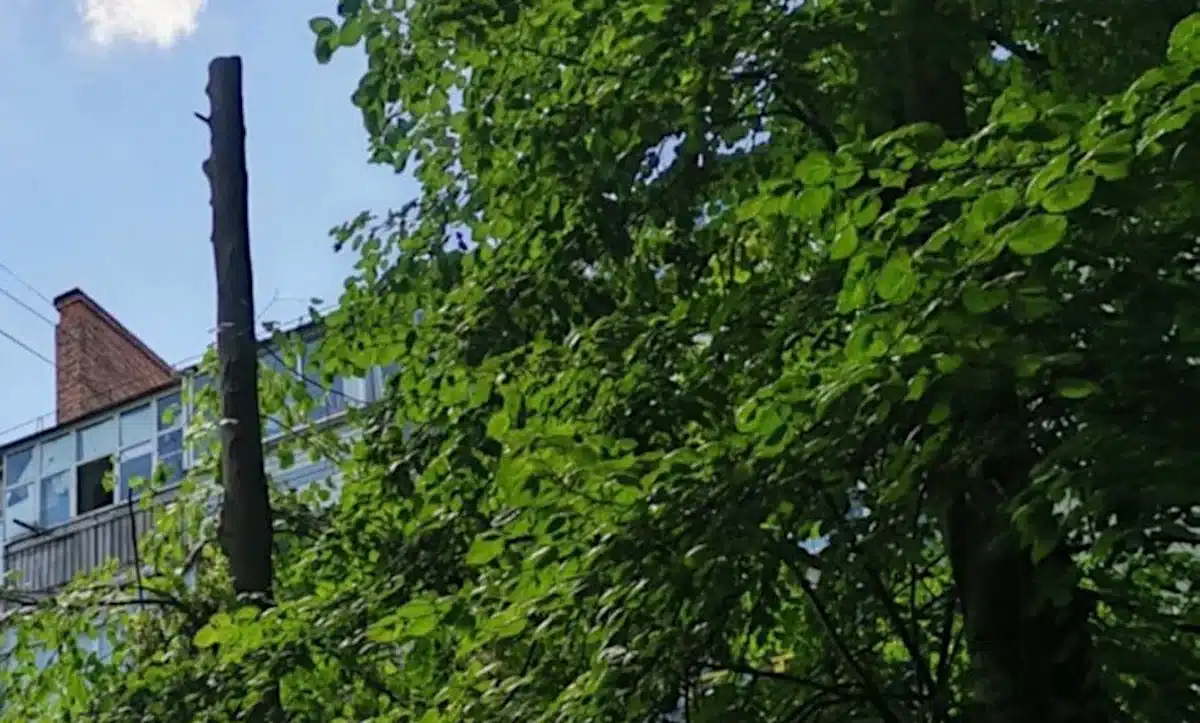 Через пошкоджене дерево у Рівному Екоінспекція пішла до суду Пошкоджене дерево на вулиці Генерала Безручка у Рівному.