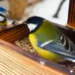 Синиці у годівниці.