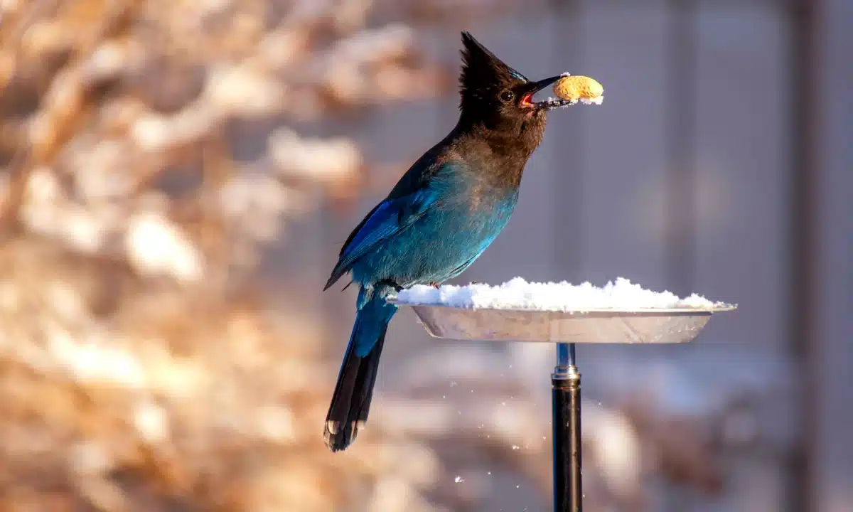 Пташка на годівничці, тримає у дзьобі арахіс.