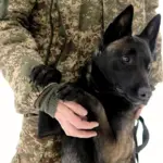 Собака породи малінуа рівненський нацгвардійців.