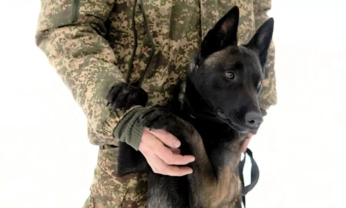 Як у Рівному готують службових собак для Нацгвардії та чому малінуа стають незамінними Собака породи малінуа рівненський нацгвардійців.