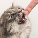 Кіт намагається вкусити руку людини