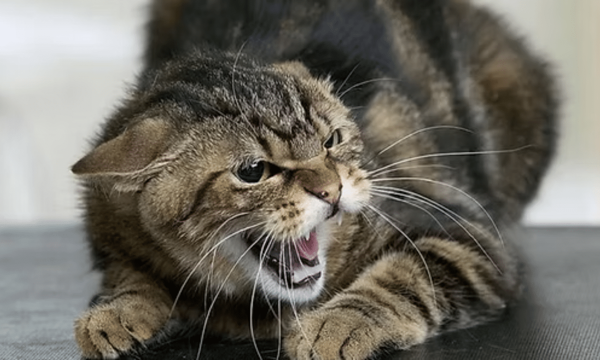 На Рівненщині зафіксували випадок сказу у кота