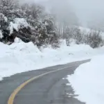 Дорога на засніженому полі й серед кущів.