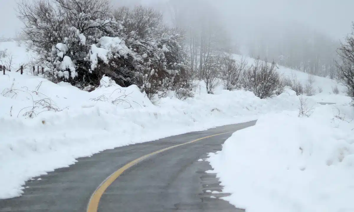 Дорога на засніженому полі й серед кущів.