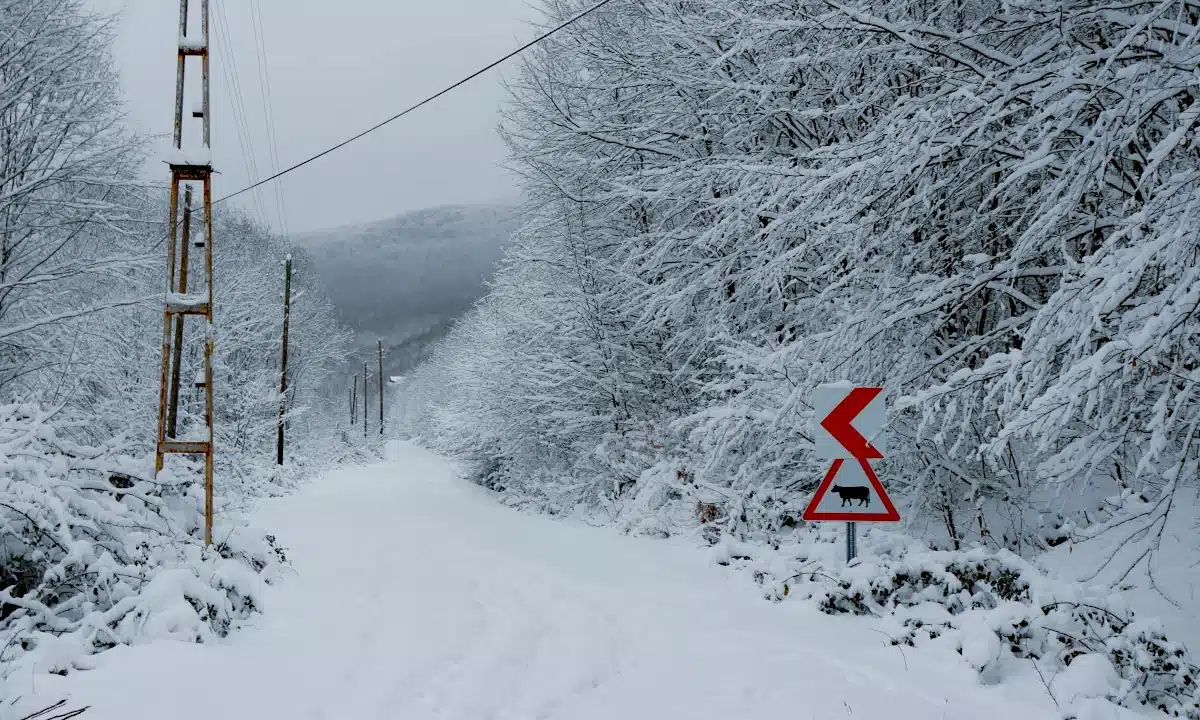 Засніжена лісова дорога.