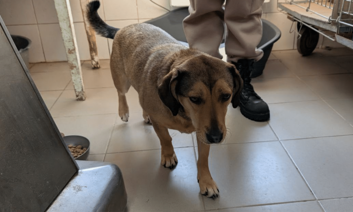 Безпритульні тварини у Рівному: як мороз загрожує собакам і хто їх рятує Безпритульні собаки взимку у Центрі стерилізації в Рівному