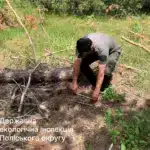 Майже 200 тисяч гривень заплатить громада на Рівненщині через незаконну вирубку Працівник ДЕІ робить заміри пенька.