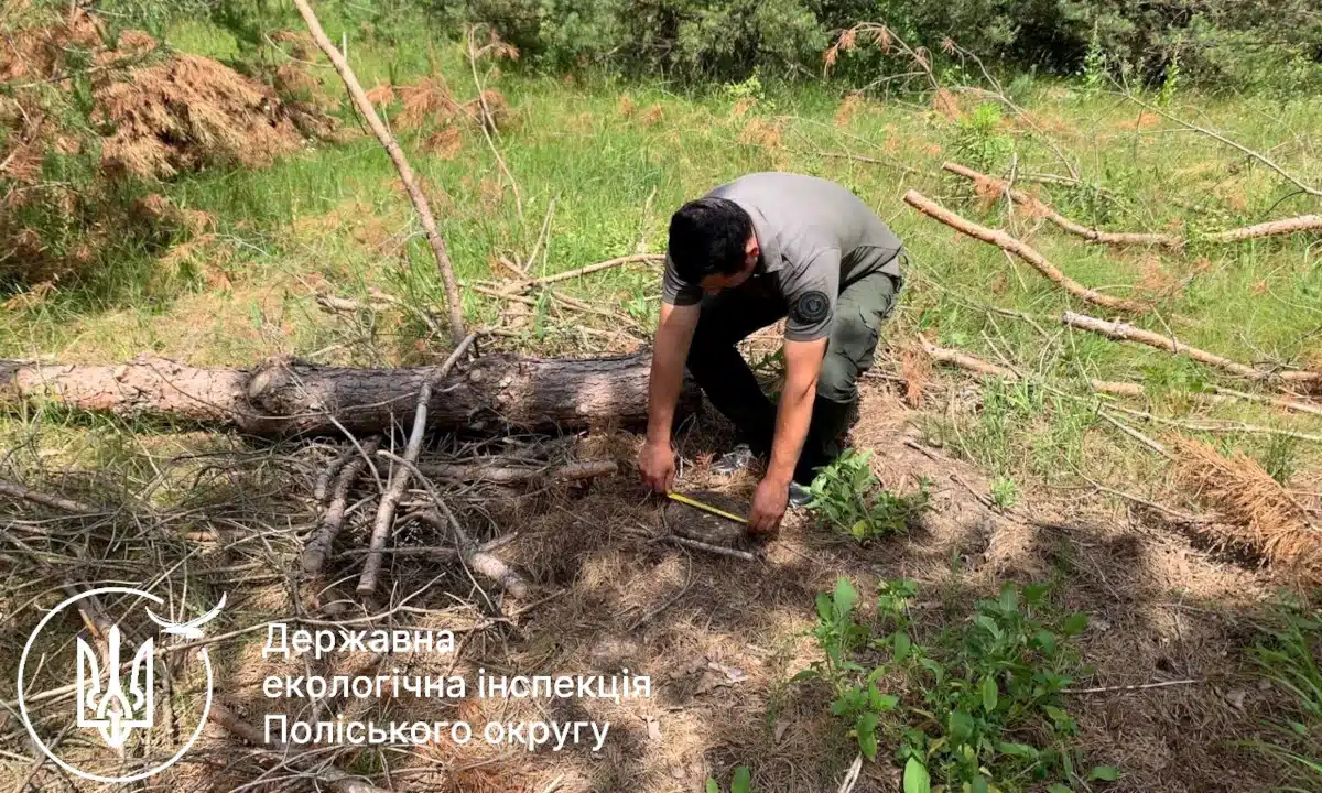Працівник ДЕІ робить заміри пенька.