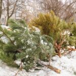 Після свят у громаді організували збір використаних ялинок і сосон Після свят у громаді організували збір використаних ялинок і сосон