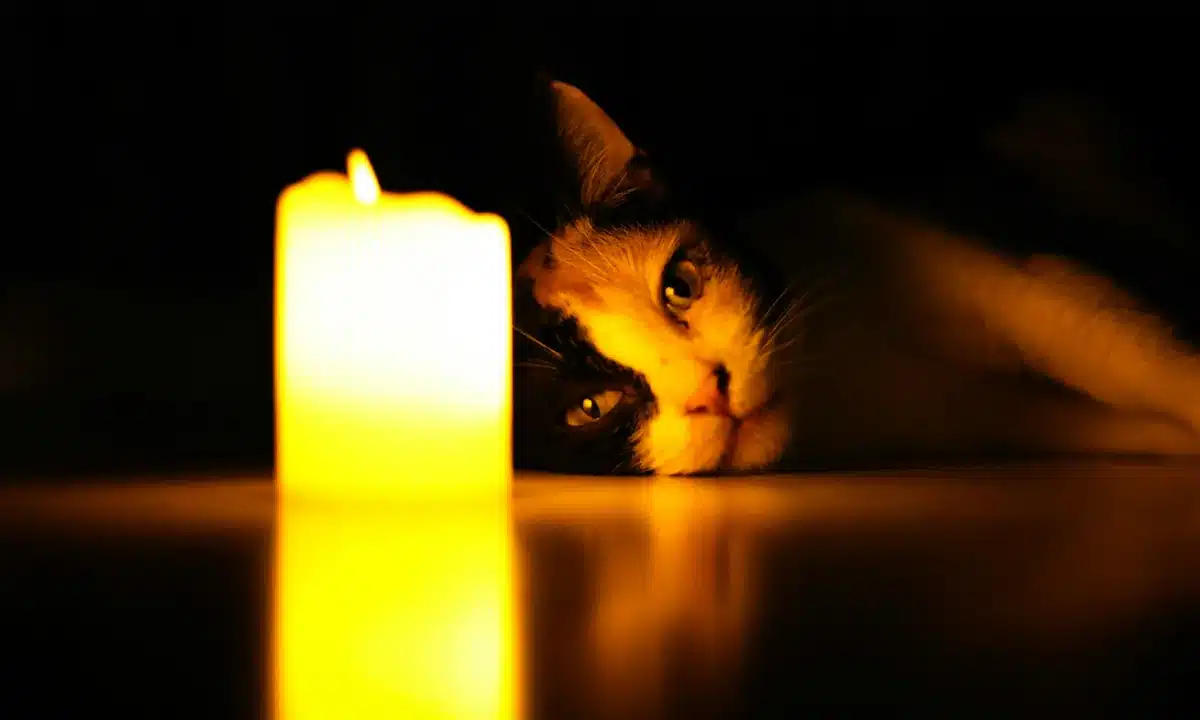 Графіки відключень електроенергії на Рівненщині у середу, 14 січня Кіт дивиться на свічку.