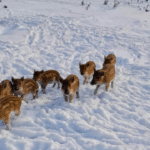 Дикі поросята кабана на засніженій території Полісся — молоді тварини пересуваються снігом у лісовому масиві взимку.