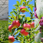 теплиця з зеленими рослинами, яблука на гілці в саду та гроно винограду на лозі