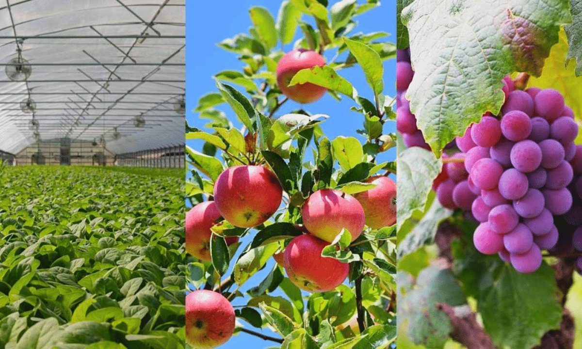 До 10 млн грн на сади і до 7 млн грн на теплиці: стартує прийом заявок на гранти теплиця з зеленими рослинами, яблука на гілці в саду та гроно винограду на лозі