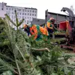 Подрібнення ялинок.