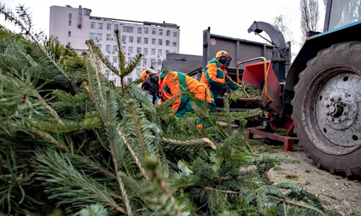 Подрібнення ялинок.