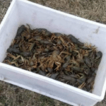 Річкові раки, вилучені під час незаконного вилову на Млинівському водосховищі