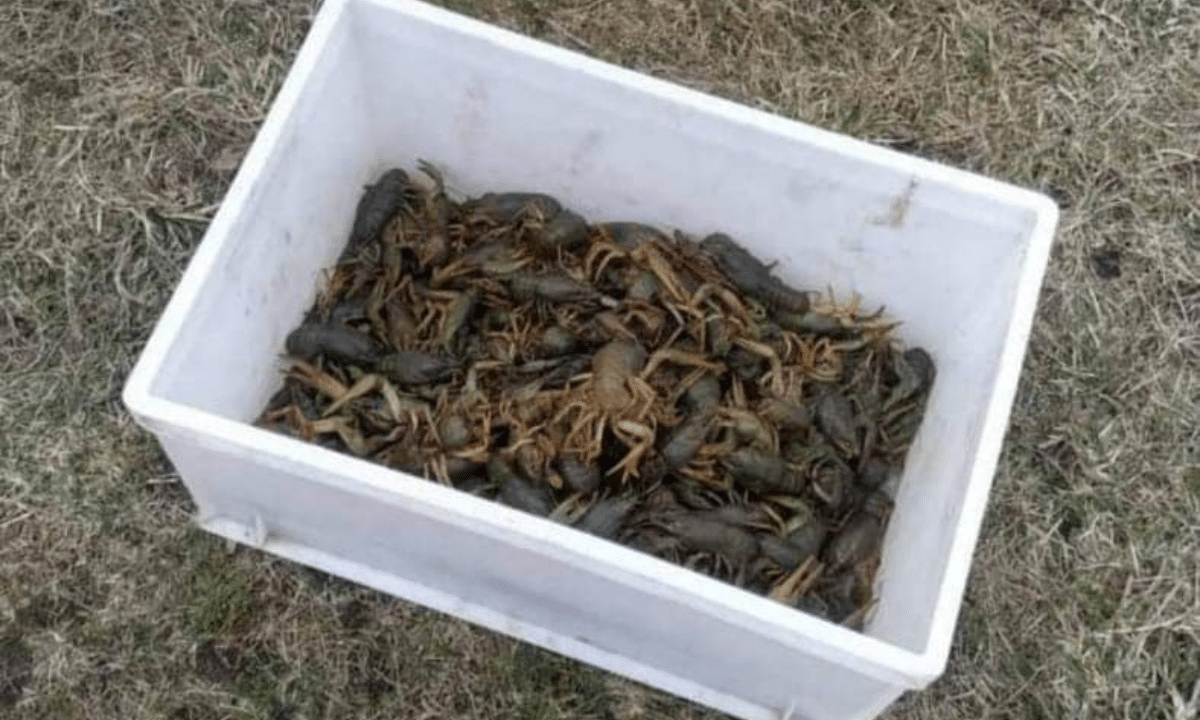 Екоінспекція подала позов на 369 тисяч гривень за незаконний вилов раків Річкові раки, вилучені під час незаконного вилову на Млинівському водосховищі