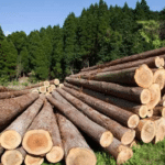 Лісозаготівля на Поліссі